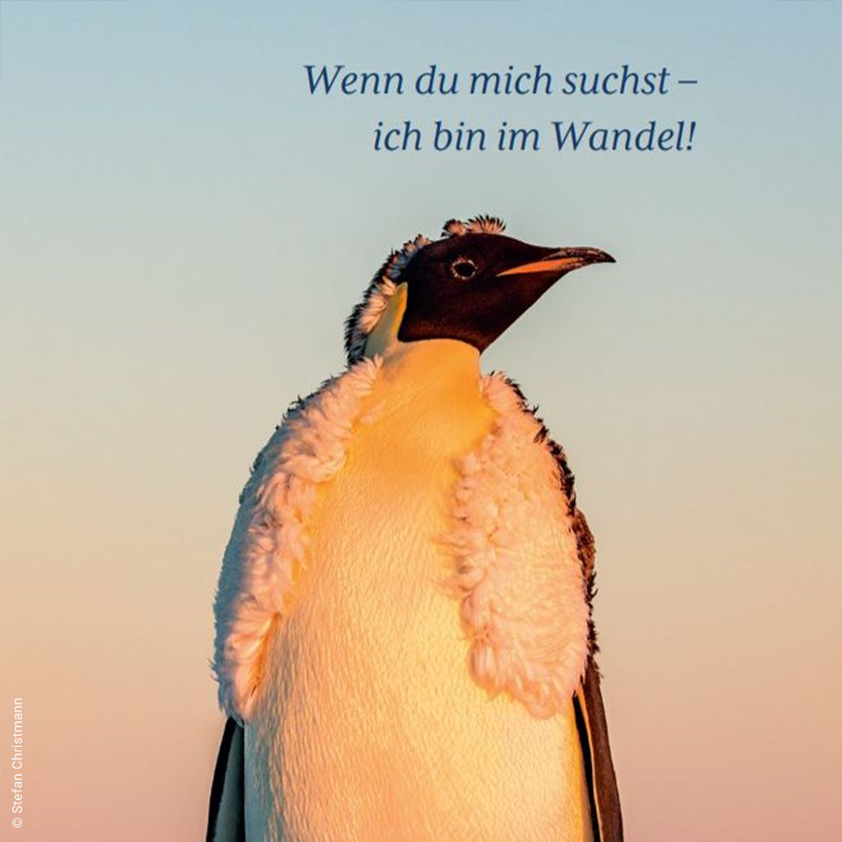 Bild eines Pinguins mit dem Text Wenn du mich suchst, ich bin im Wandel.