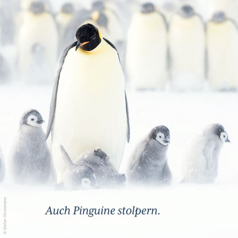 Bild eines Pinguins mit dem Text Auch Pinguine stolpern.