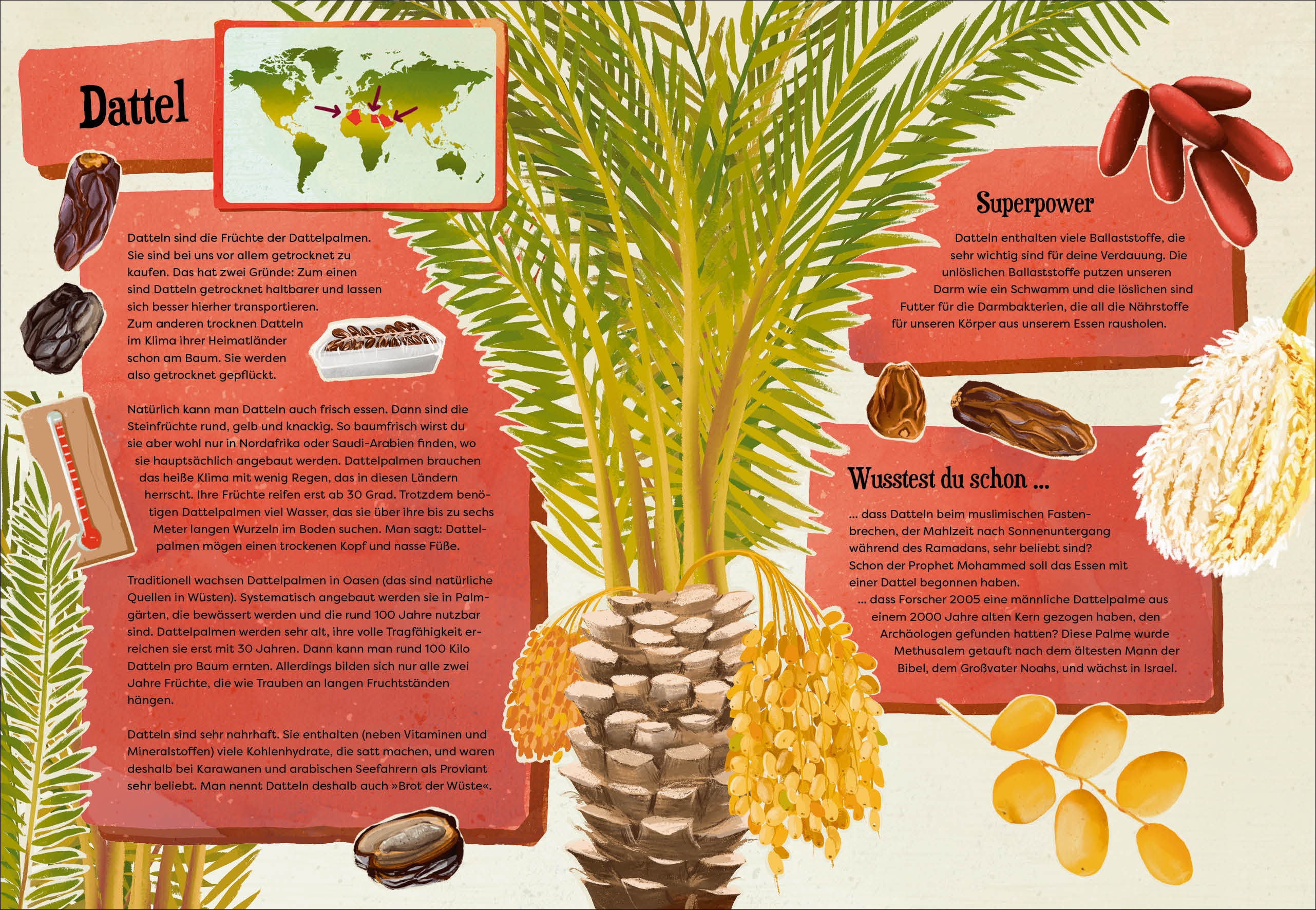 Weißt du, wo der Pfeffer wächst? – Erstaunliches Wissen von Ananas bis Zimt