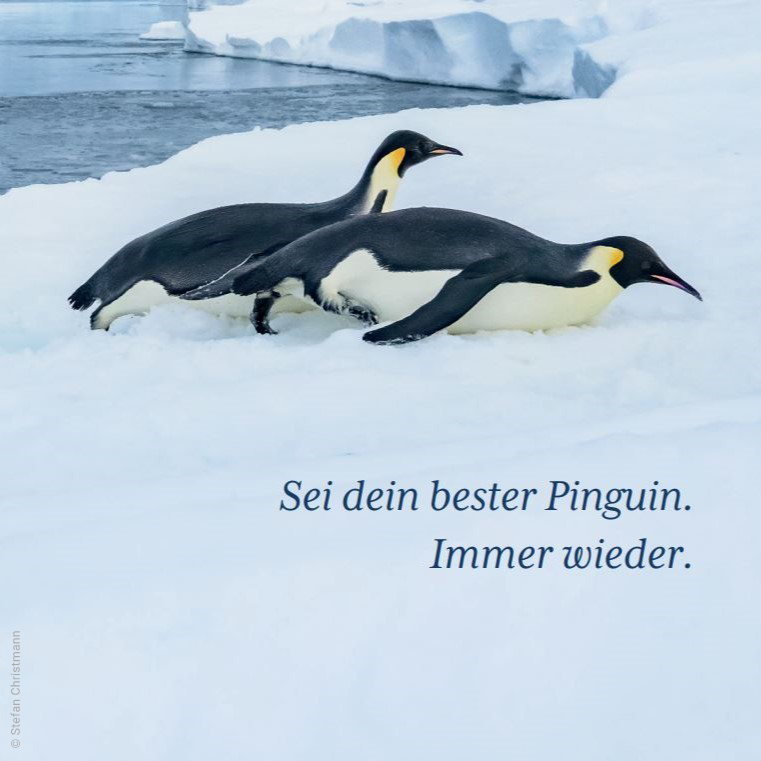 Bild eines Pinguins mit dem Text Sei dein bester Pinguin, immer wieder.