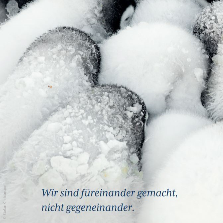 Bild eines Pinguins mit dem Text Wir sind füreinander gemacht, nicht gegeneinander.