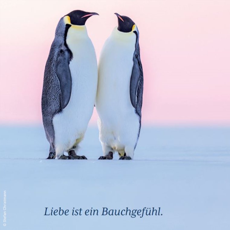 Bild eines Pinguins mit dem Text Liebe ist ein Bauchgefühl.